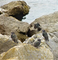 Sturnus vulgaris