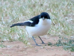 Laniarius bicolor sticturus