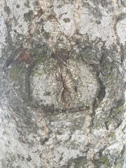 Agrobacterium radiobacter