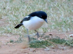 Laniarius bicolor sticturus