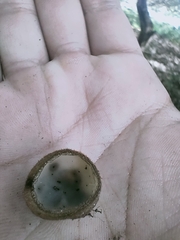 Humaria hemisphaerica