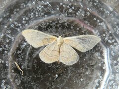 Idaea aversata
