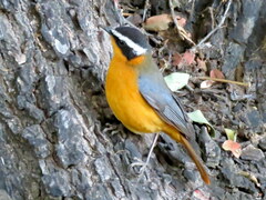 Cossypha heuglini heuglini