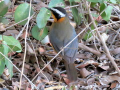 Cossypha heuglini heuglini