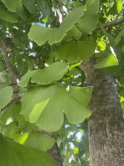 Agrobacterium radiobacter