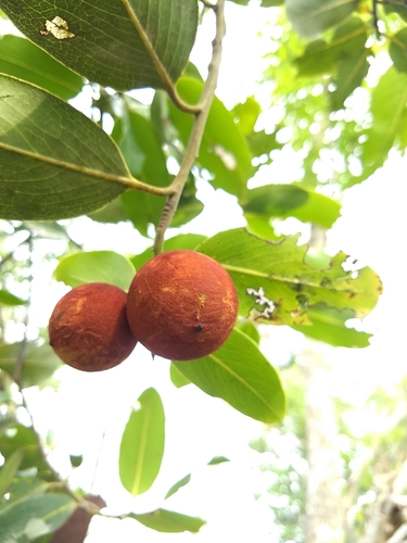 Image of Diospyros malabarica by (c) renjus box, some rights reserved (CC BY)