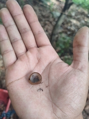 Humaria hemisphaerica