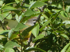 Geothlypis tolmiei