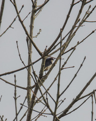 Pipraeidea melanonota