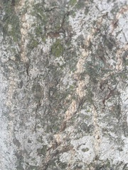 Agrobacterium radiobacter