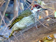 Campethera abingoni abingoni