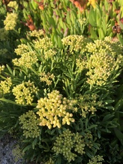 Crithmum maritimum