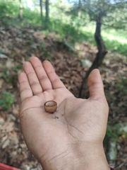 Humaria hemisphaerica