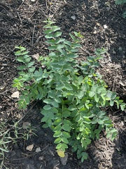 Celtis reticulata
