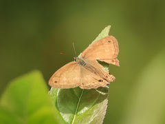 Euptychiina