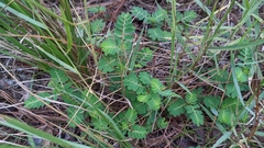 Phyllanthus urinaria