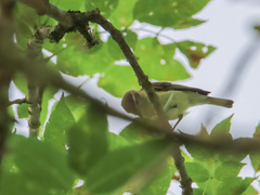 Vireo leucophrys