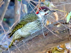 Campethera abingoni abingoni