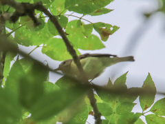 Vireo leucophrys