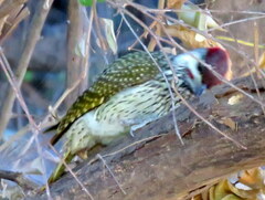 Campethera abingoni abingoni