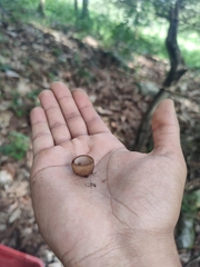 Humaria hemisphaerica