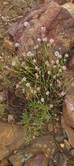 Monardella linoides