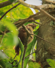 Cranioleuca curtata