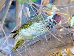 Campethera abingoni abingoni