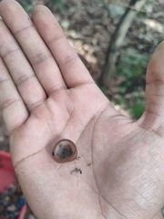 Humaria hemisphaerica