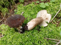 Lactarius picinus
