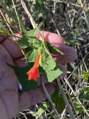 Ipomoea cristulata