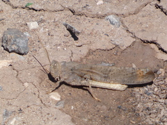 Trimerotropini