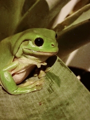 Ranoidea caerulea