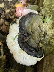 Fomitopsis ochracea