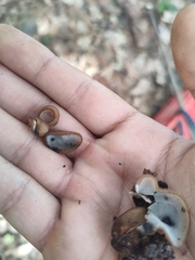 Humaria hemisphaerica