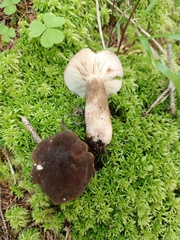 Lactarius picinus