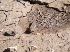 Trimerotropini