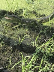 Alligator mississippiensis
