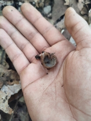 Humaria hemisphaerica