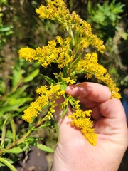 Solidago juncea