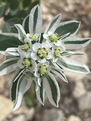 Euphorbia marginata