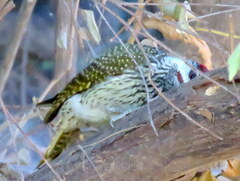 Campethera abingoni abingoni