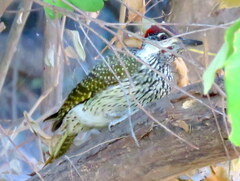 Campethera abingoni abingoni