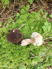 Lactarius picinus