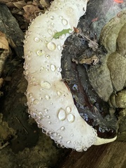 Fomitopsis ochracea