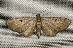 Eupithecia selinata