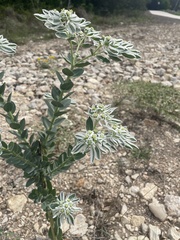 Euphorbia marginata