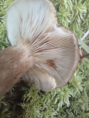 Lactarius picinus