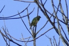 Tersina viridis