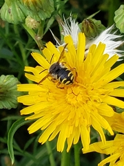 Anthidium oblongatum